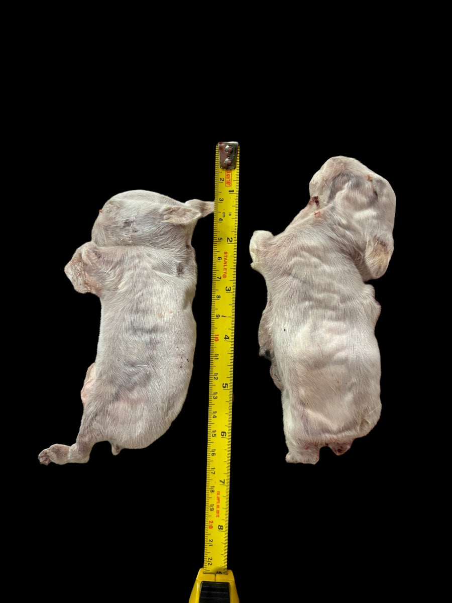 Freeze Dried Full Rabbit Kit – Onterra Natural Pet
