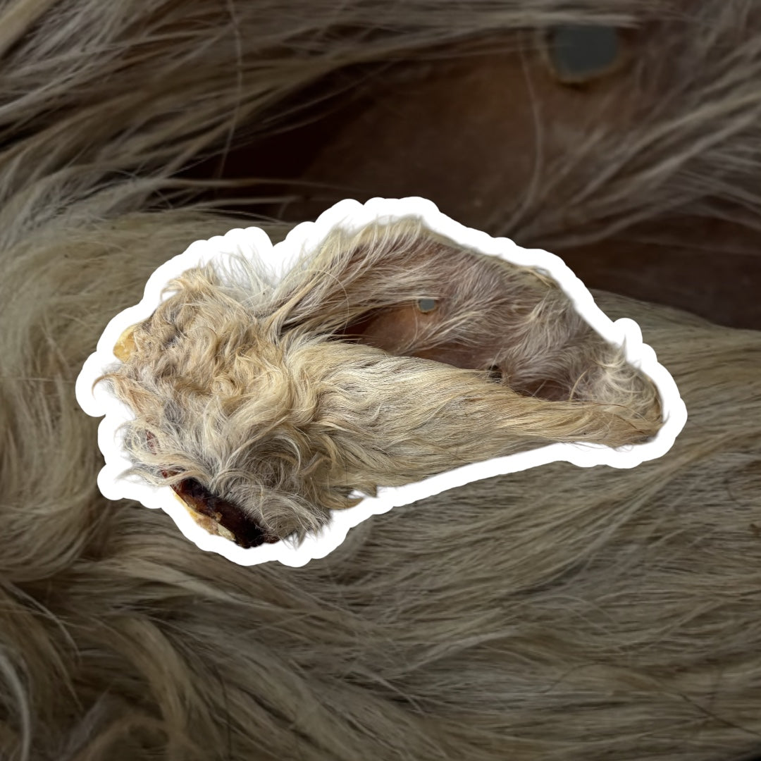 Furry Cow Ear