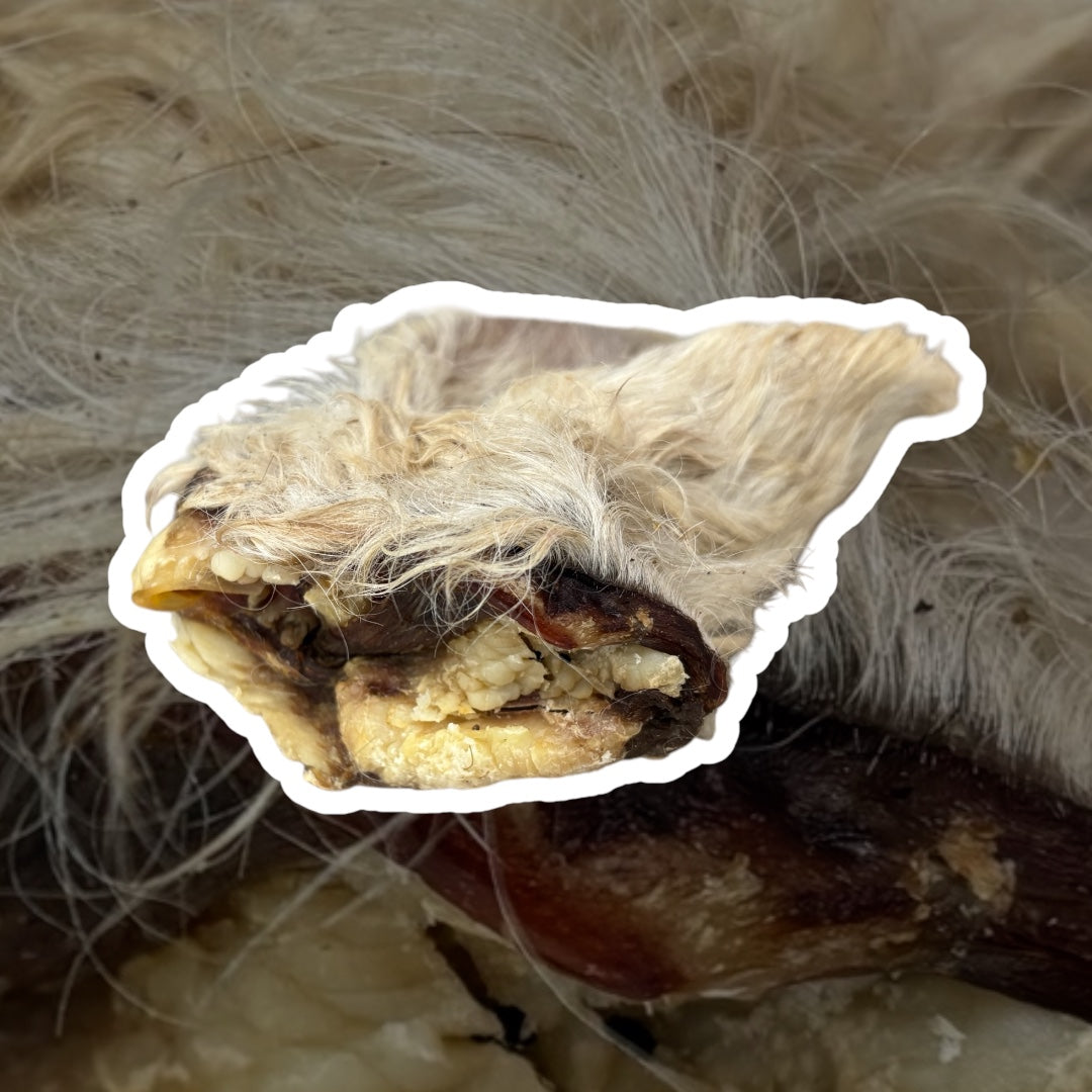 Furry Cow Ear